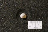 A photograph of the species Littorina rudis, not of this specimen