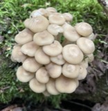 A photograph of the species Clitocybula familia, not of this specimen