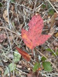 A photograph of the species Toxicodendron radicans, not of this specimen