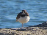 A photograph of the species Charadrius vociferus, not of this specimen