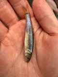A photograph of the species Pimephales vigilax, not of this specimen