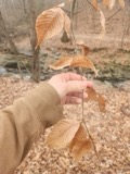A photograph of the species Fagus grandifolia, not of this specimen