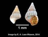 A photograph of the species Bittiolum alternatum, not of this specimen