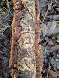 A photograph of the species Hymenochaete tabacina, not of this specimen