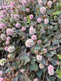 A photograph of the species Persicaria Mill., not of this specimen