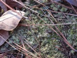 A photograph of the species Leucobryum Hampe, not of this specimen