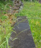 A photograph of the species Eragrostis tef, not of this specimen