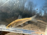 A photograph of the species Notropis blennius, not of this specimen