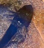 A photograph of the species Ambystoma opacum, not of this specimen