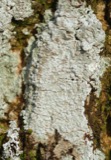 A photograph of the species Lepra amara, not of this specimen
