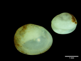 A photograph of the species Euglesa casertana, not of this specimen