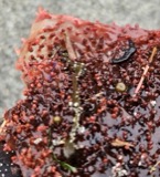 A photograph of the species Porphyra laciniata, not of this specimen