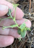 A photograph of the species Lathyrus L., not of this specimen