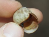 A photograph of the species Helix Linnaeus, not of this specimen
