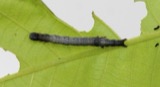 A photograph of the species Catocala palaeogama, not of this specimen
