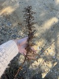 A photograph of the species Solidago sempervirens, not of this specimen