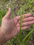 A photograph of the species Carex sparganioides, not of this specimen