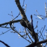 A photograph of the species Certhia americana, not of this specimen