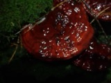A photograph of the species Ganoderma lucidum, not of this specimen