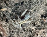 A photograph of the species Eunemobius carolinus, not of this specimen