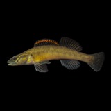 A photograph of the species Percina phoxocephala, not of this specimen