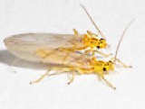 A photograph of the species Isoperla bilineata, not of this specimen