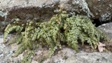 A photograph of the species Asplenium montanum, not of this specimen
