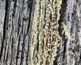 A photograph of the species Lecanora varia, not of this specimen