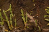 A photograph of the species Salicornia bigelovii, not of this specimen