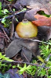 A photograph of the species Geastrum triplex, not of this specimen