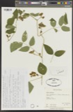A photograph of the species Apios tuberosa, not of this specimen