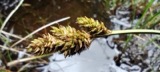 A photograph of the species Carex canescens, not of this specimen