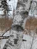 A photograph of the species Betula populifolia, not of this specimen