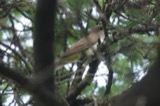 A photograph of the species Coccyzus erythropthalmus, not of this specimen