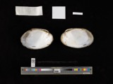 A photograph of the species Actinonaias carinata, not of this specimen