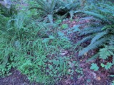 A photograph of the species Cinna latifolia, not of this specimen