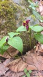 A photograph of the species Trillium erectum, not of this specimen
