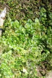 A photograph of the species Porella platyphylla, not of this specimen