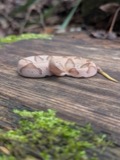 A photograph of the species Agkistrodon contortrix, not of this specimen