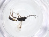 A photograph of the species Cremastus Gravenhorst, not of this specimen