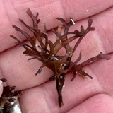 A photograph of the species Chondrus crispus, not of this specimen
