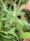 A photograph of the species Buglossoides arvensis, not of this specimen
