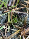 A photograph of the species Splachnum ampullaceum, not of this specimen