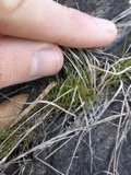A photograph of the species Aristida dichotoma, not of this specimen