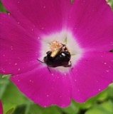 A photograph of the species Melissodes bimaculatus, not of this specimen