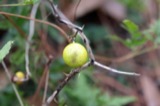 A photograph of the species Solanum carolinense, not of this specimen