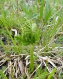 A photograph of the species Botrychium lanceolatum, not of this specimen