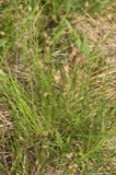 A photograph of the species Eleocharis melanocarpa, not of this specimen