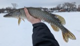 A photograph of the species Esox Linnaeus, not of this specimen
