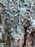 A photograph of the species Ricasolia quercizans, not of this specimen